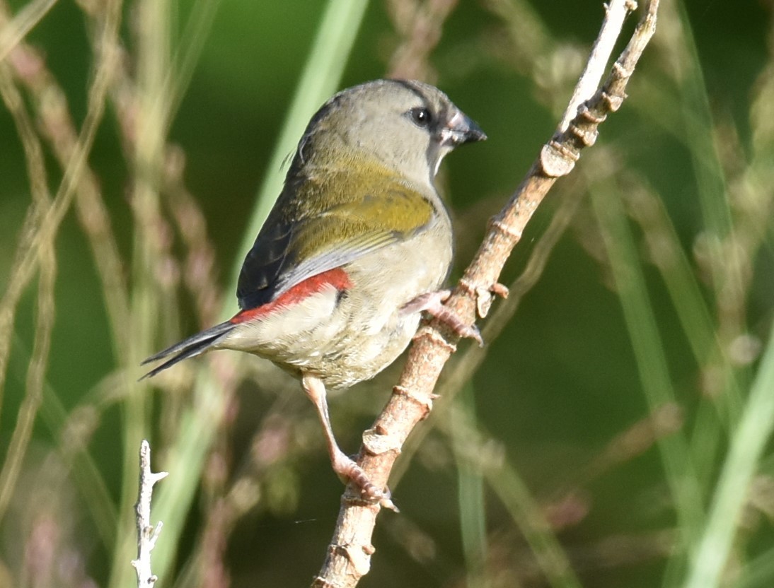 Red-browed Firetail - ML616358632