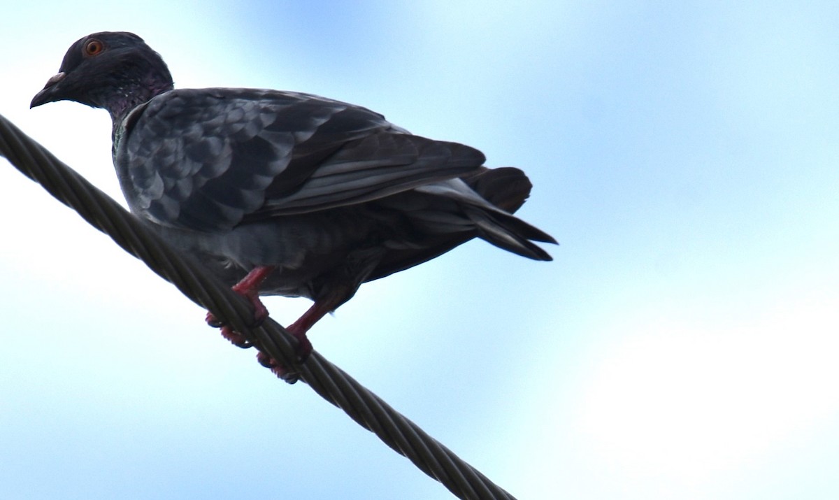 Rock Pigeon (Feral Pigeon) - ML616358663