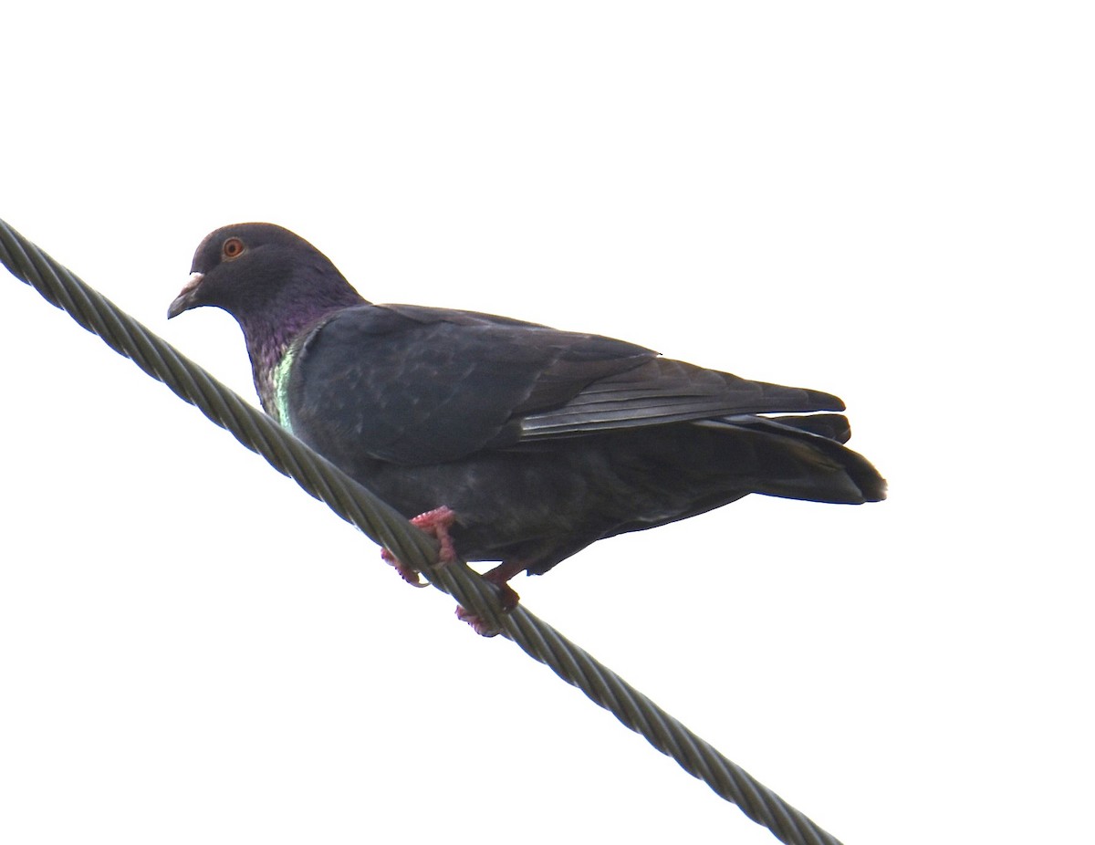 Rock Pigeon (Feral Pigeon) - ML616358665