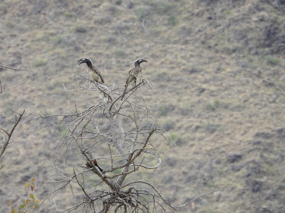 African Gray Hornbill - ML616358752