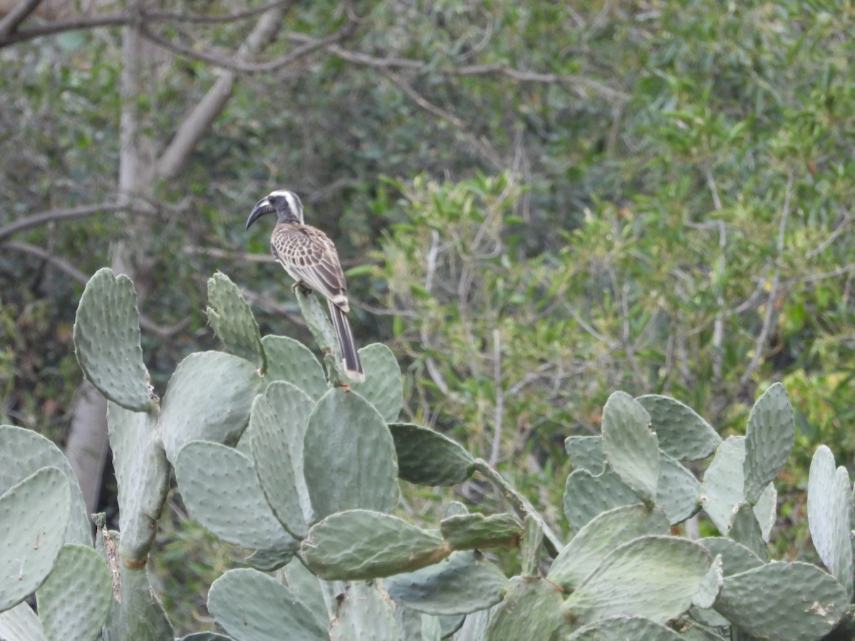 African Gray Hornbill - ML616358753