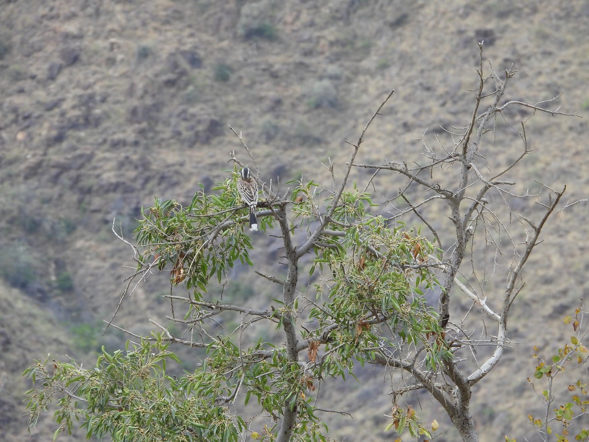 African Gray Hornbill - ML616358754