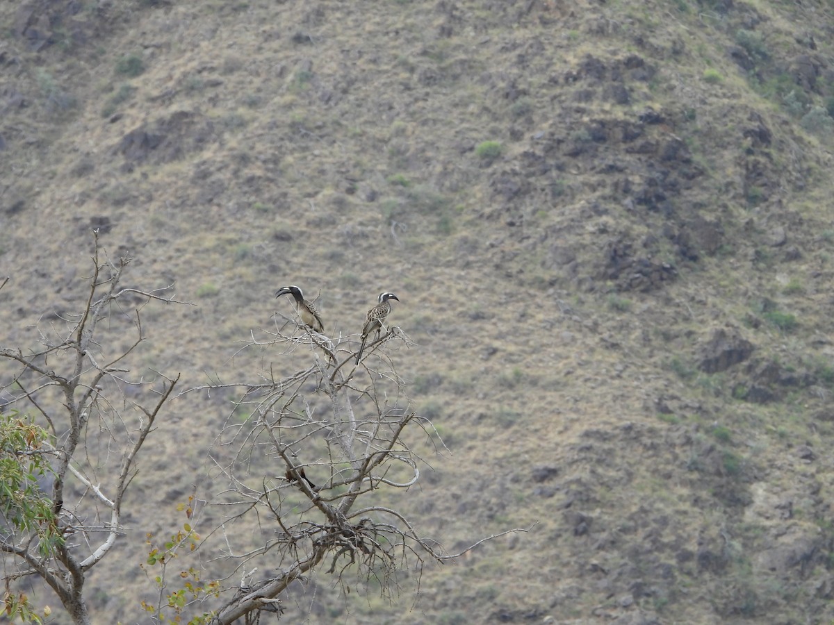 African Gray Hornbill - ML616358755