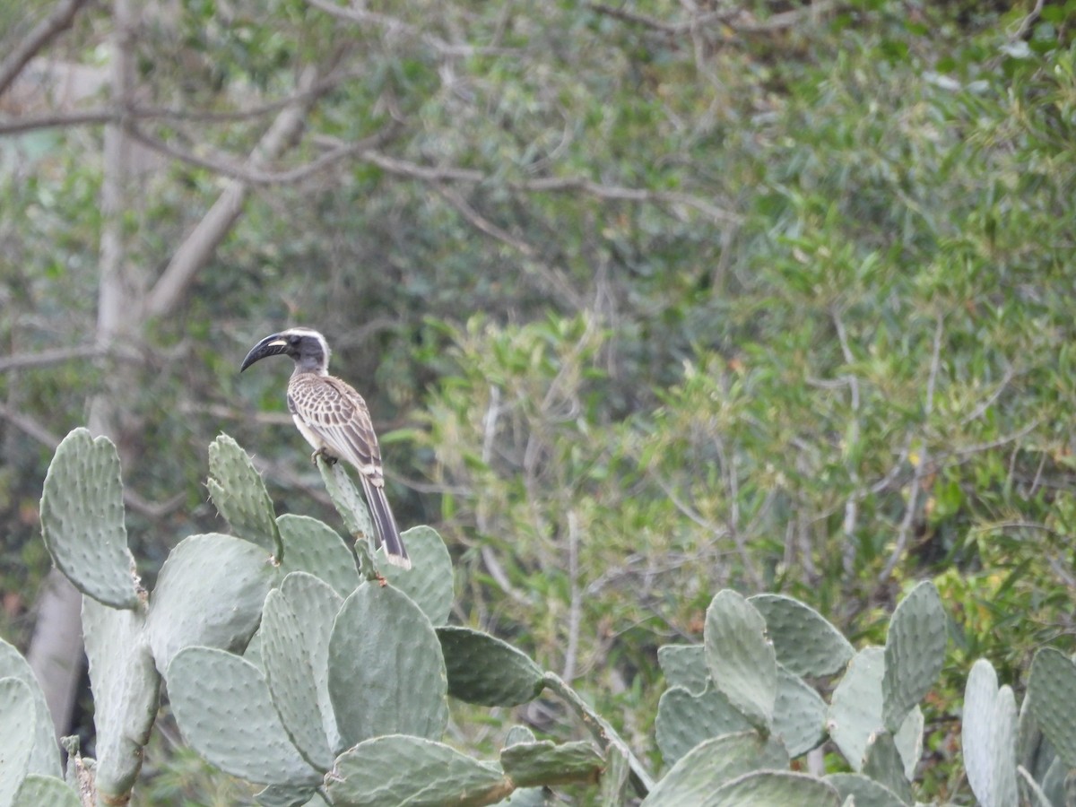 African Gray Hornbill - ML616358756