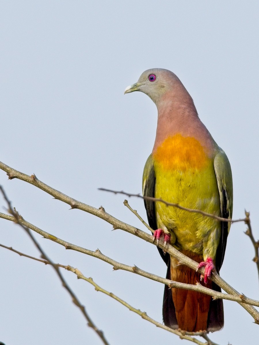 Pink-necked Green-Pigeon - ML616358771