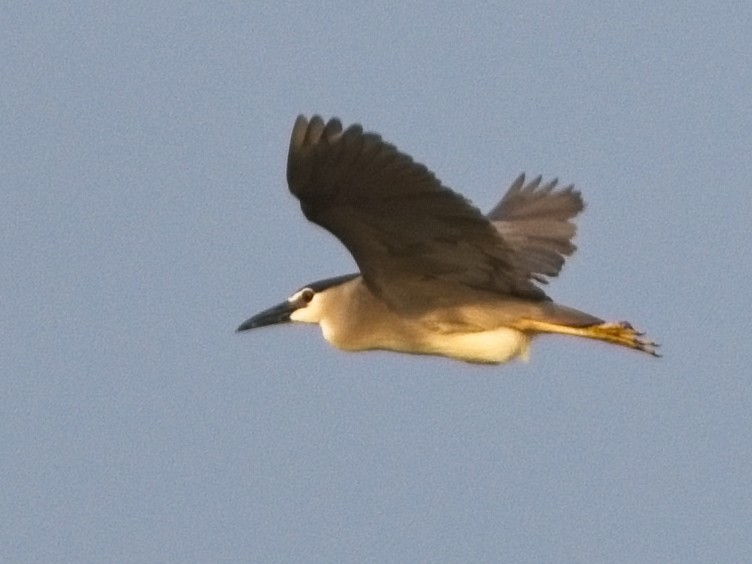 Black-crowned Night Heron - Dan Brown