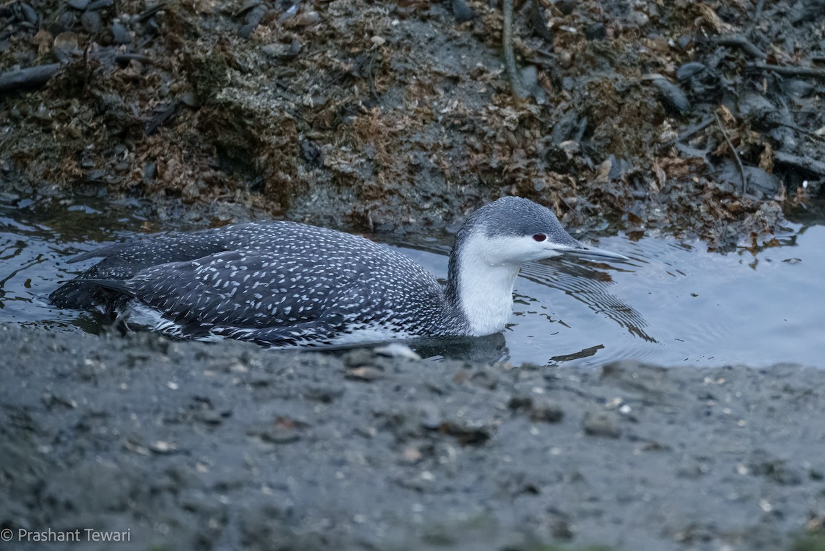 Red-throated Loon - ML616358791