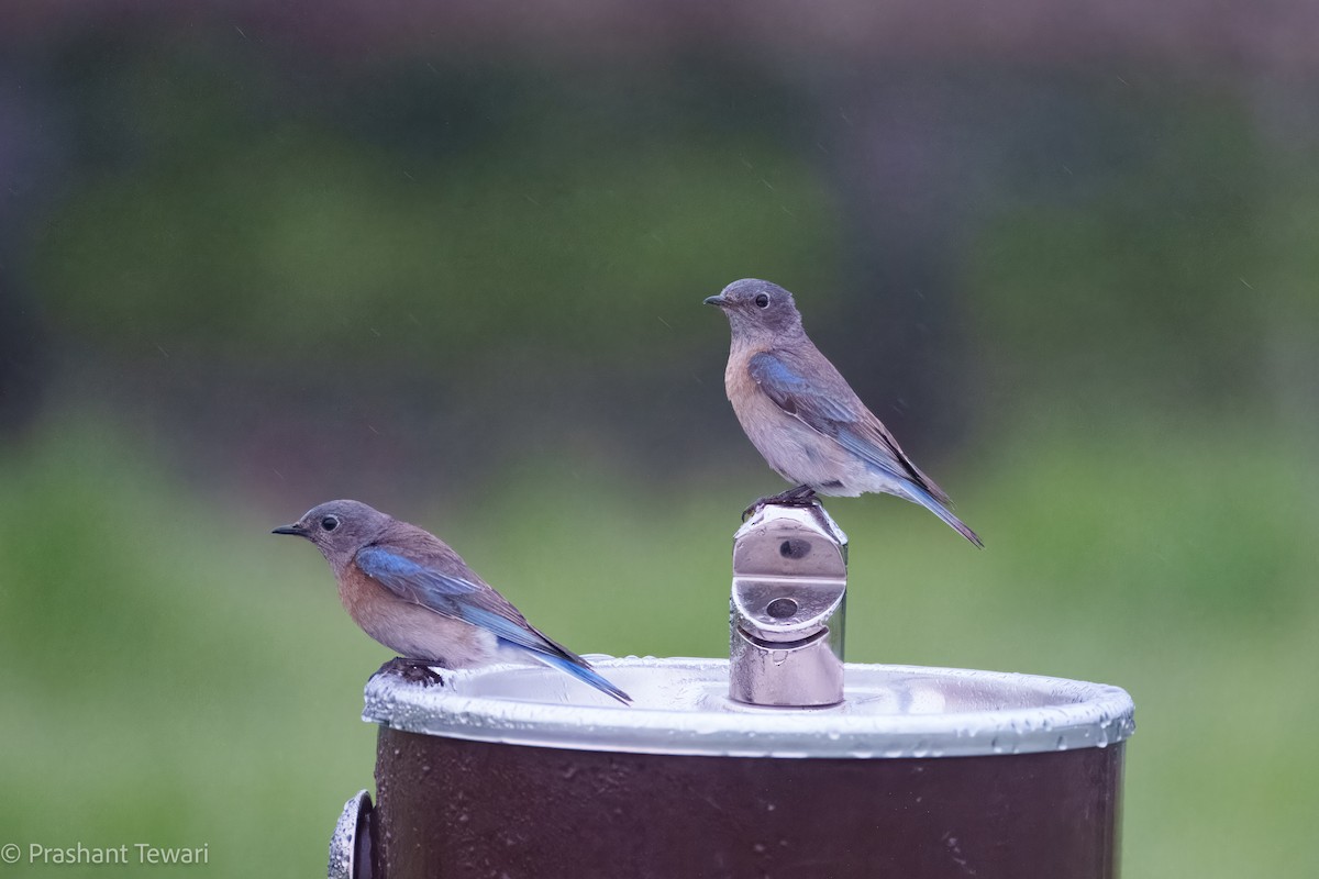 Western Bluebird - Prashant Tewari