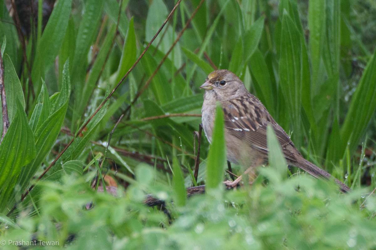 Golden-crowned Sparrow - Prashant Tewari