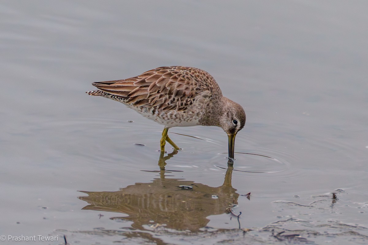 Long-billed Dowitcher - ML616358899