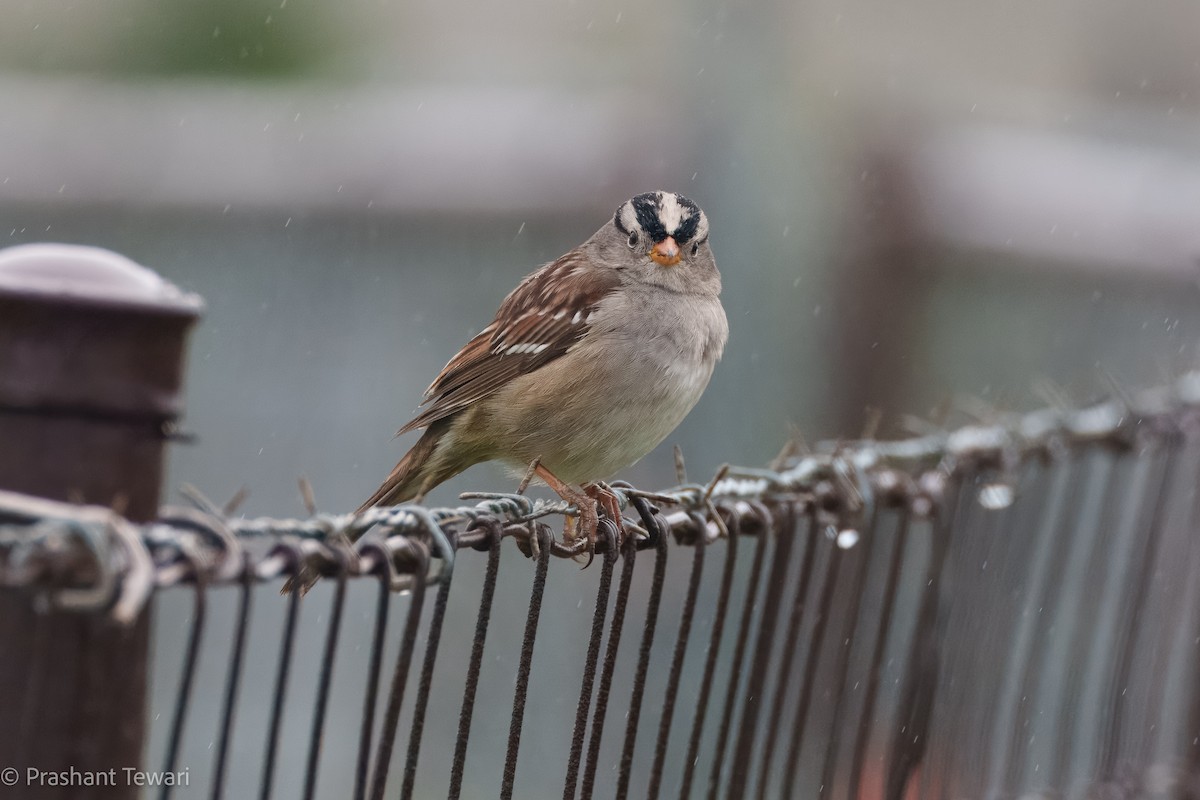 White-crowned Sparrow - ML616358939