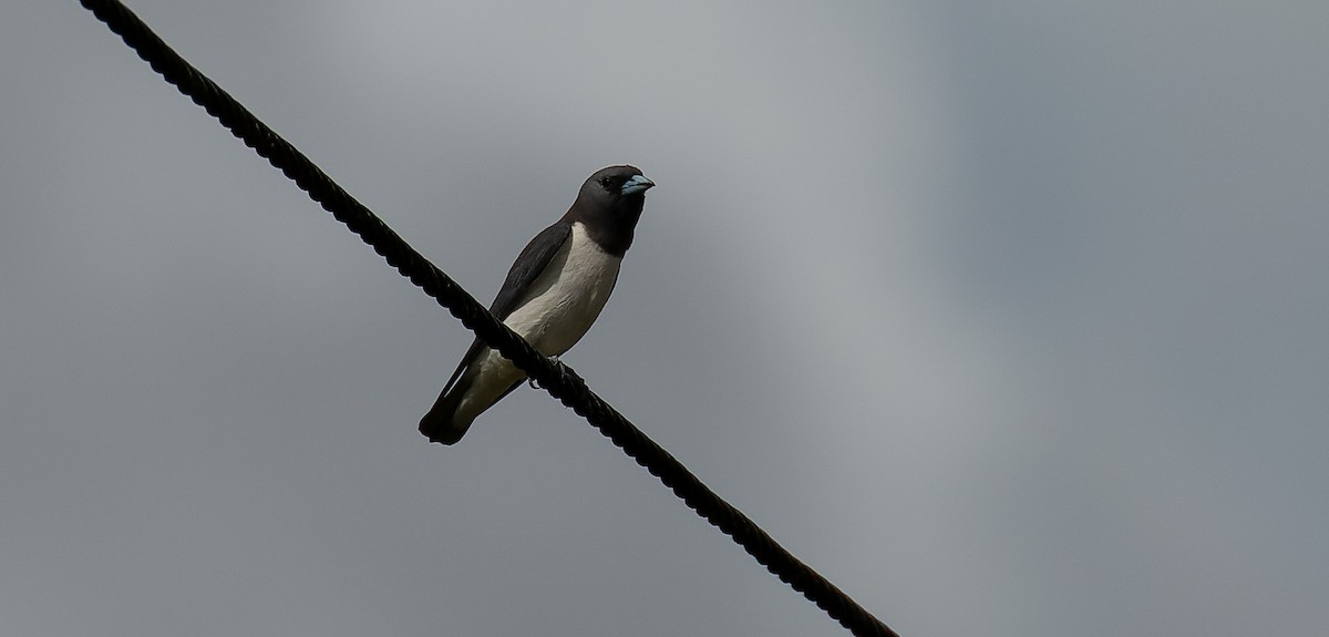 White-breasted Woodswallow - ML616358966