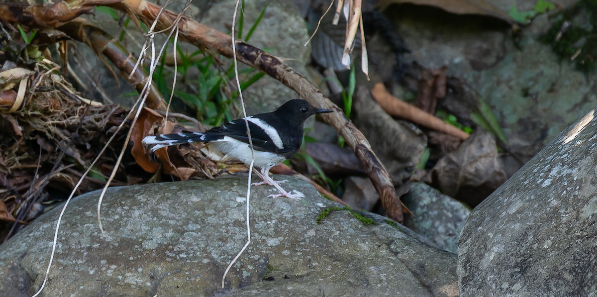 White-crowned Forktail - ML616358968