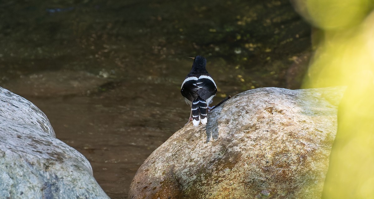 White-crowned Forktail - ML616358970