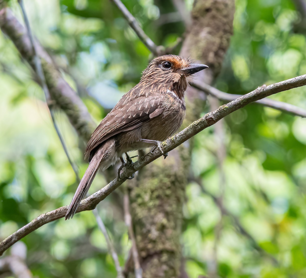 Crescent-chested Puffbird (Greater) - ML616358976