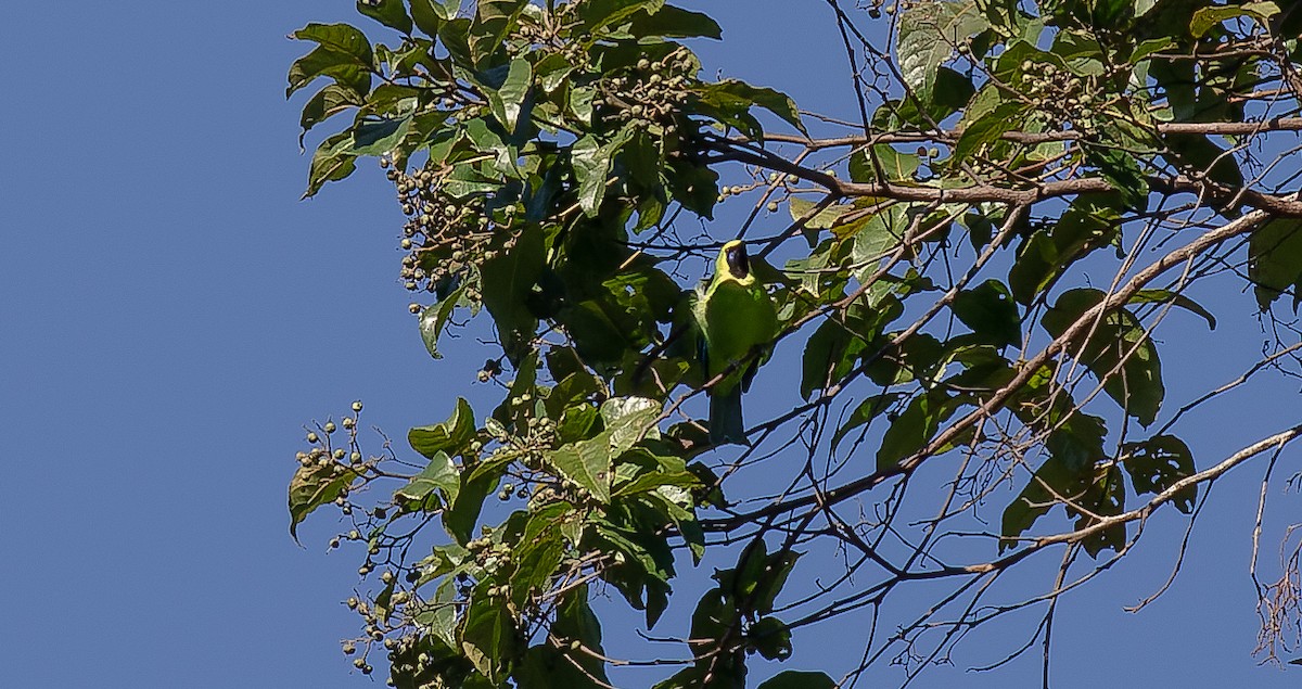 Bornean Leafbird - ML616359017