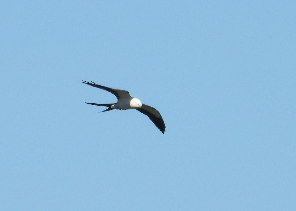 Swallow-tailed Kite - ML616359137