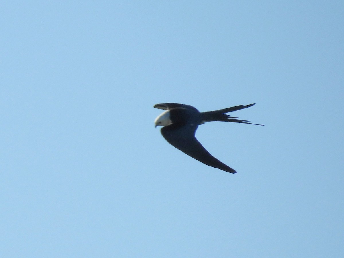 Swallow-tailed Kite - ML616359138