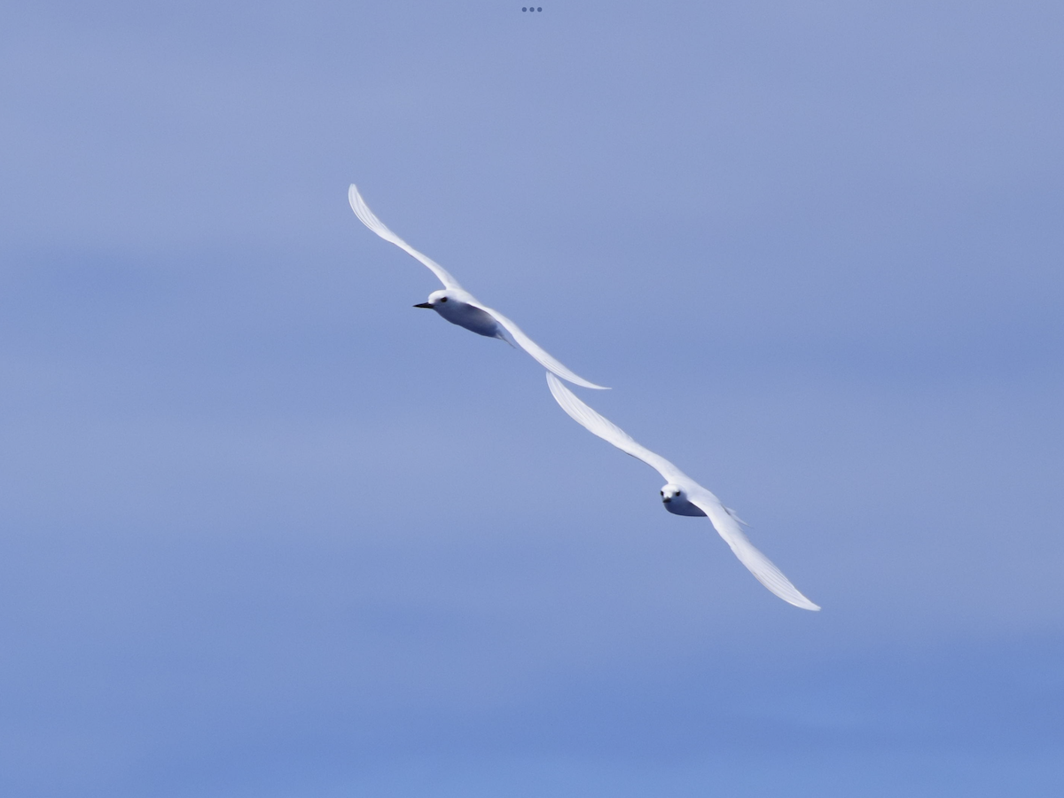 White Tern - ML616359139