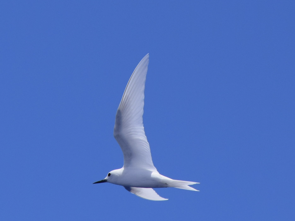 White Tern - ML616359140