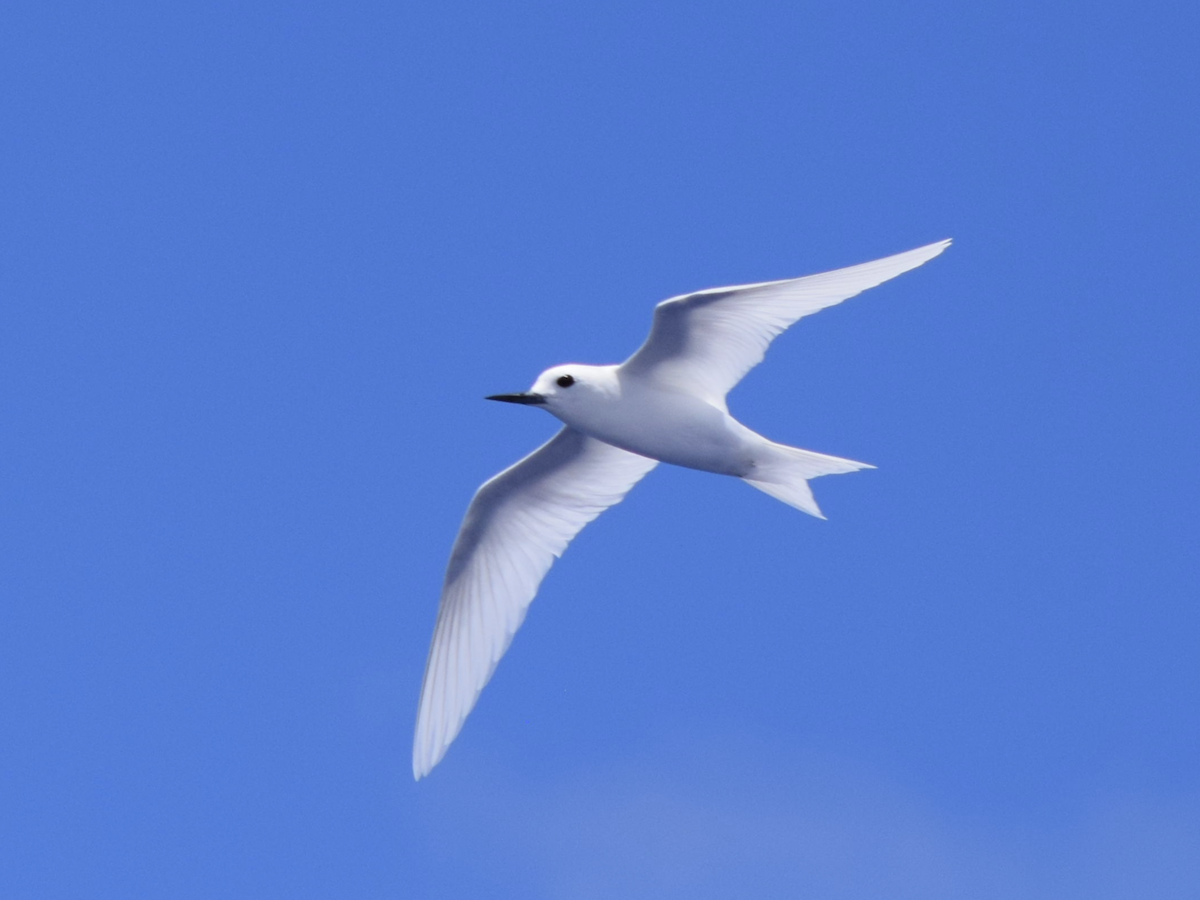 White Tern - ML616359141