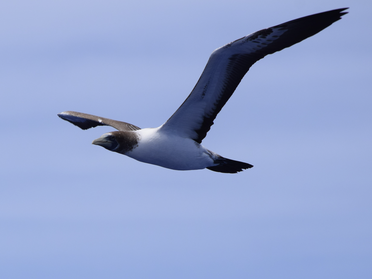 Masked Booby - ML616359155