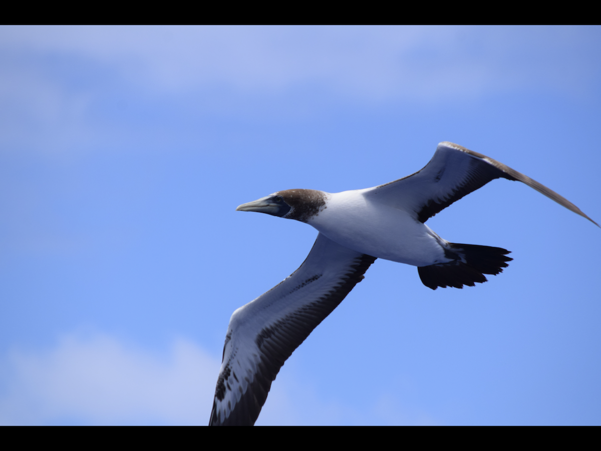 Masked Booby - ML616359158