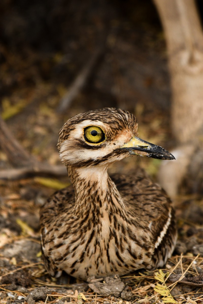 Indian Thick-knee - Dhyey Shah