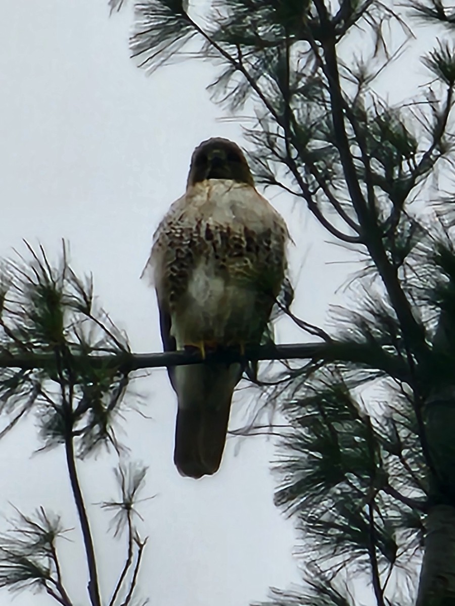 Red-tailed Hawk - ML616359231