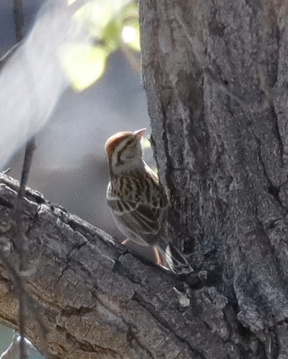 Chipping Sparrow - ML616359263