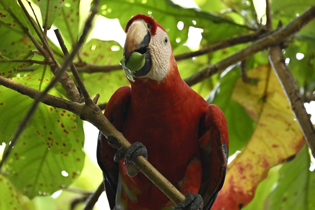 Scarlet Macaw - ML616359319