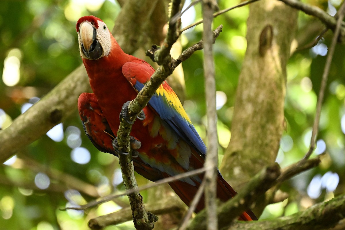 Scarlet Macaw - ML616359321