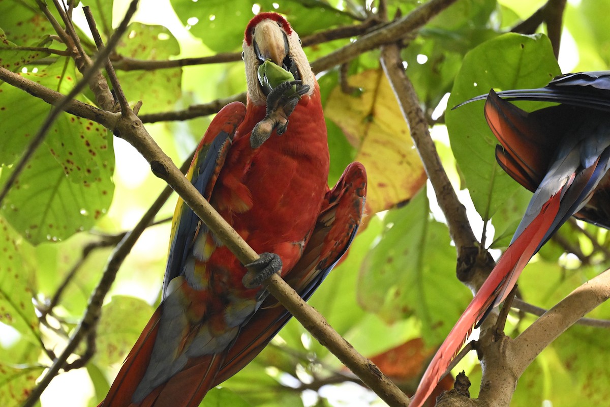Scarlet Macaw - ML616359322