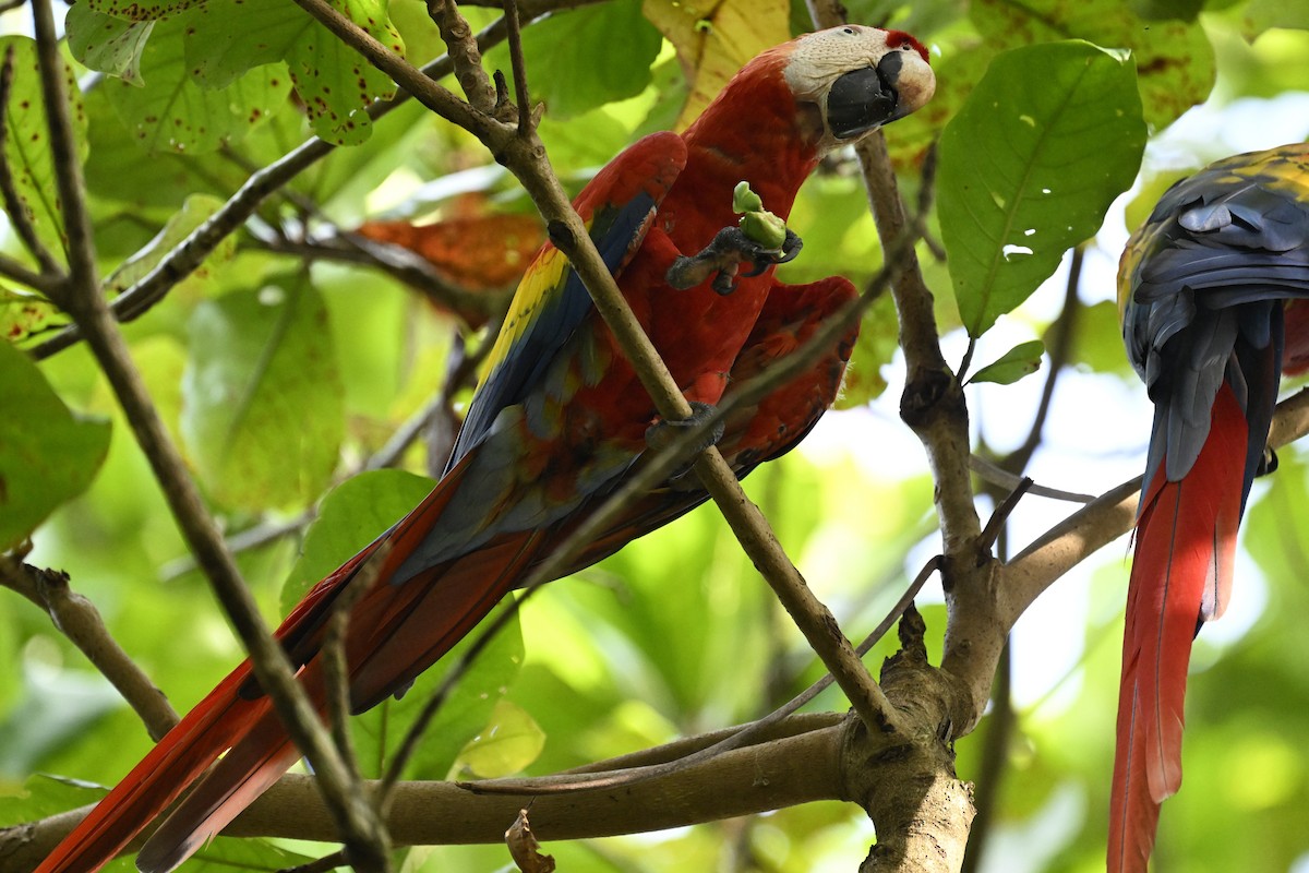 Scarlet Macaw - ML616359323