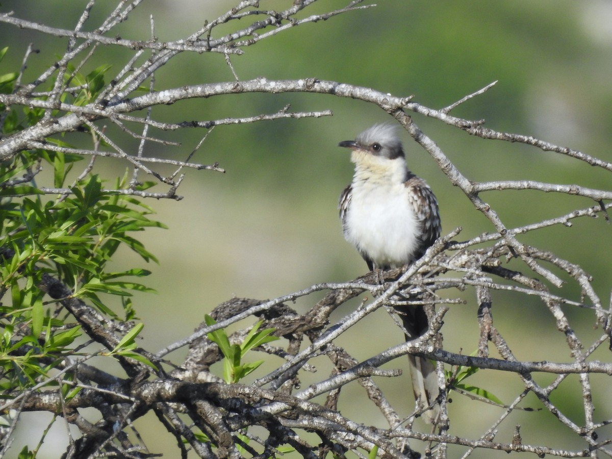 Great Spotted Cuckoo - ML616359387
