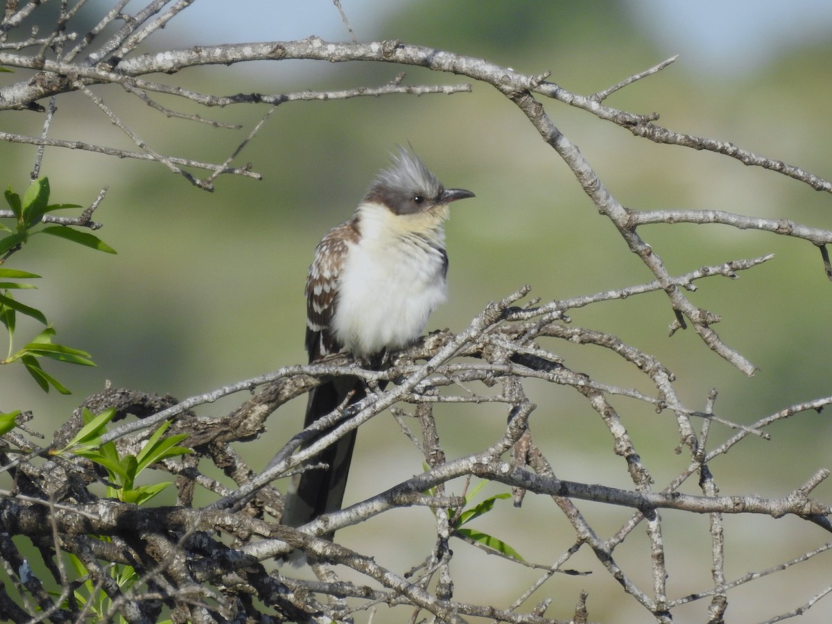 Great Spotted Cuckoo - ML616359388