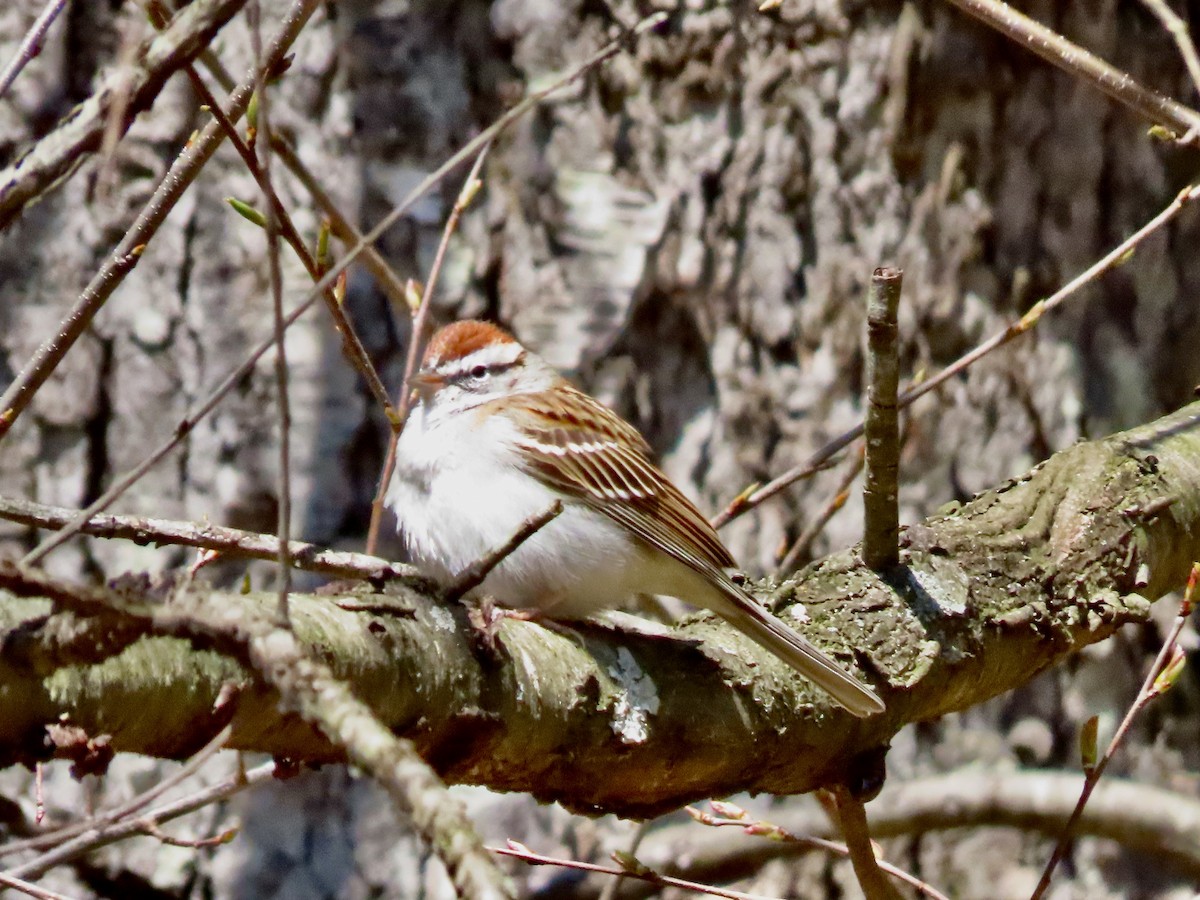 Chipping Sparrow - ML616359474