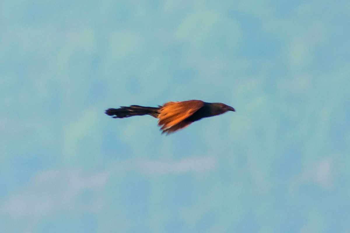 Greater Coucal (Southern) - ML616359495