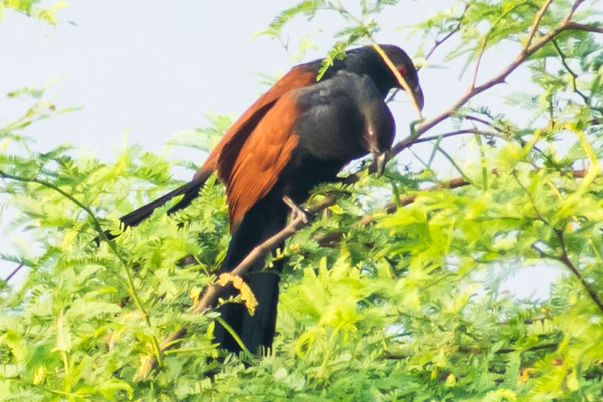 Greater Coucal (Southern) - ML616359496