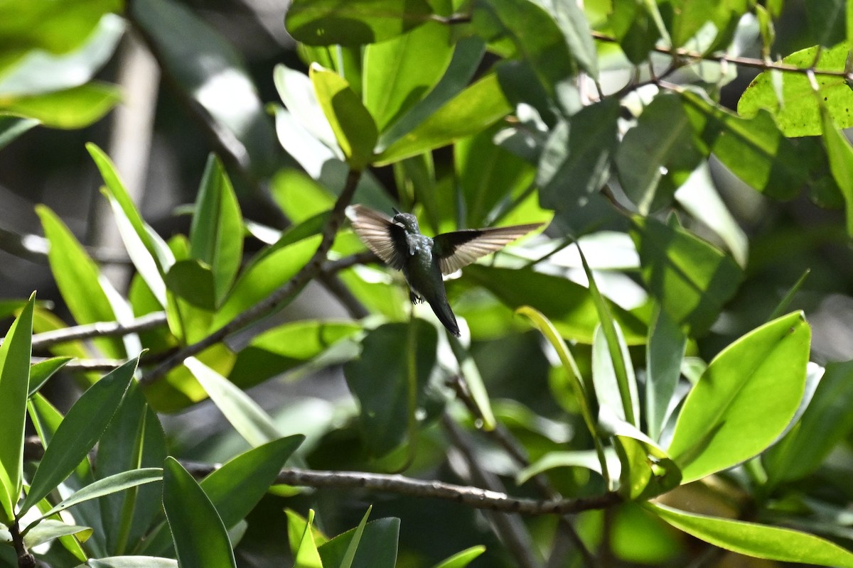 Mangrove Hummingbird - ML616359515