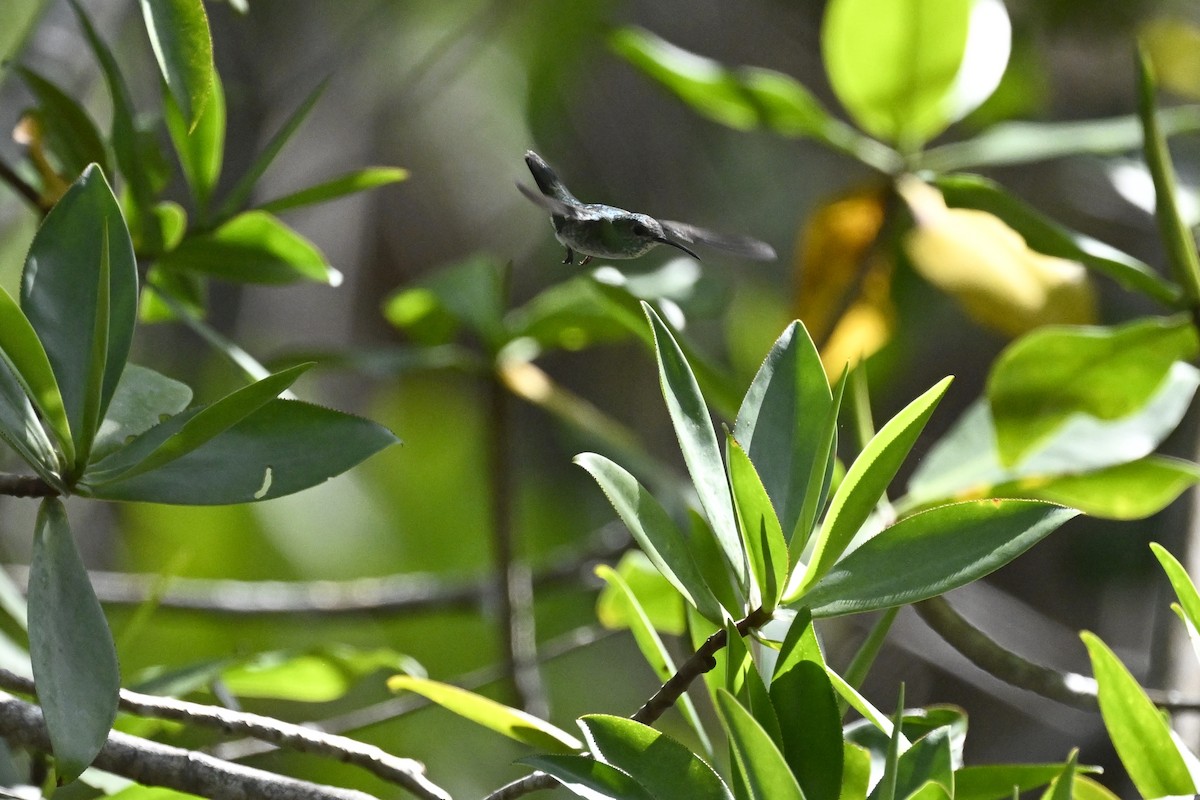 Mangrove Hummingbird - ML616359516