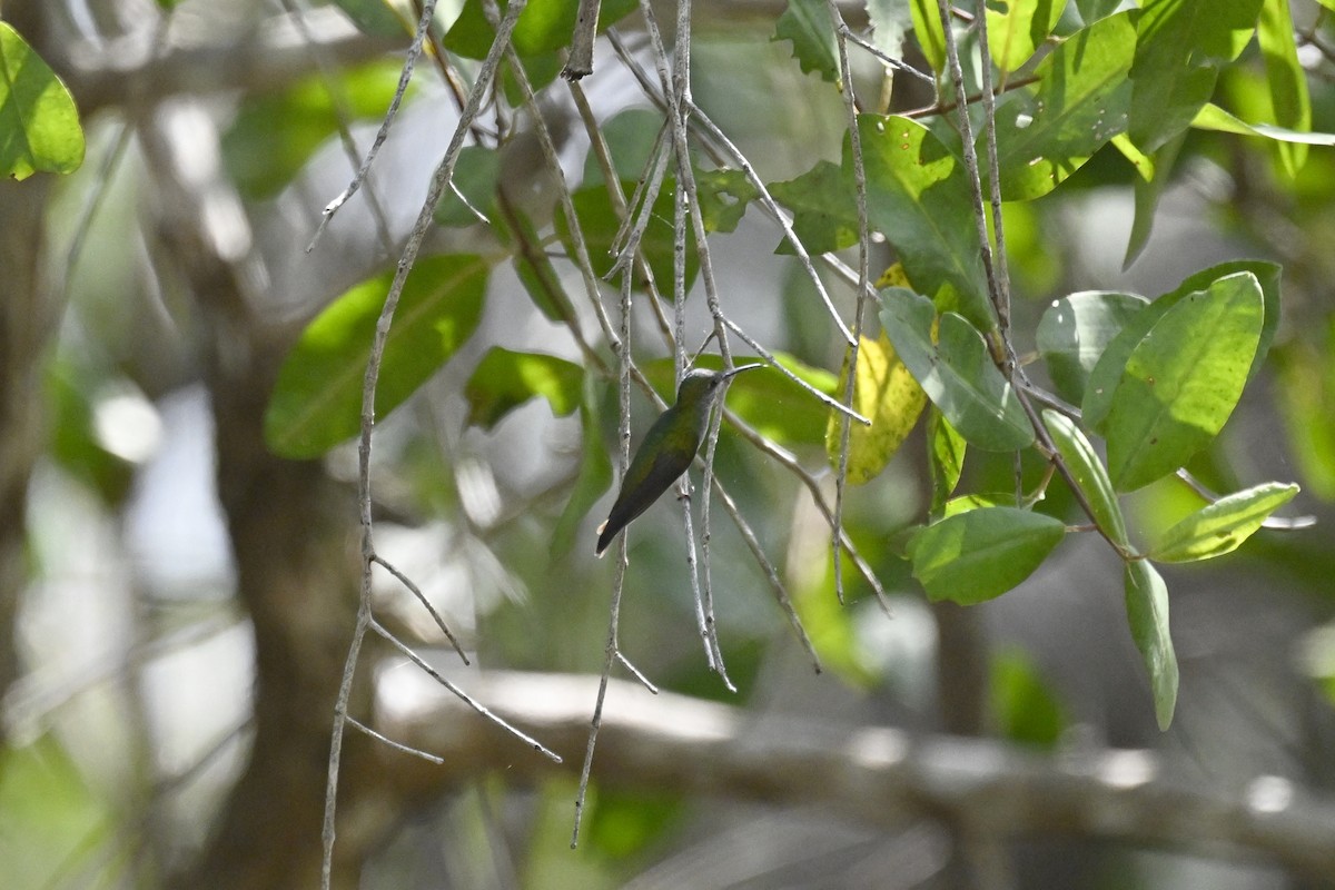 Mangrove Hummingbird - ML616359517