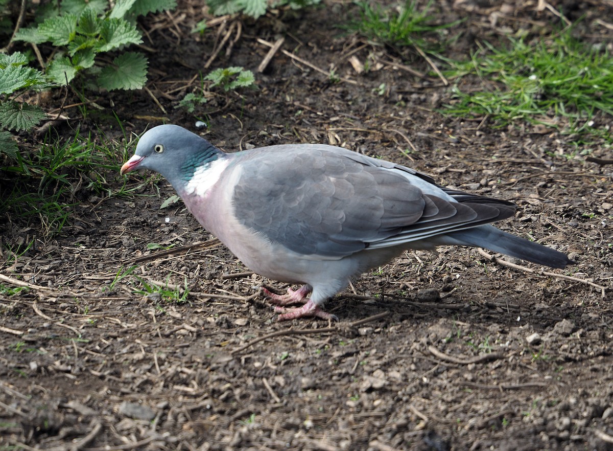 Common Wood-Pigeon - ML616359734