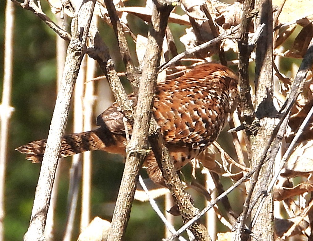 Spotted Wren - Guadalupe Esquivel Uribe