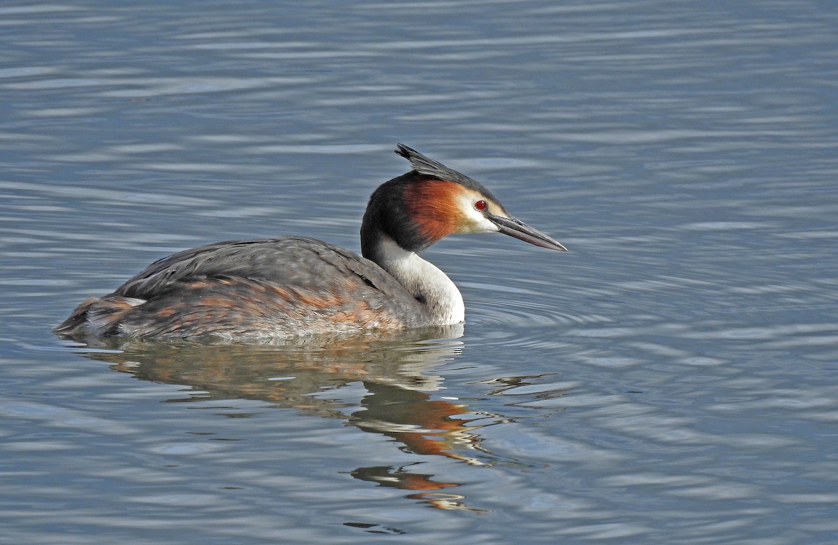Great Crested Grebe - ML616360105