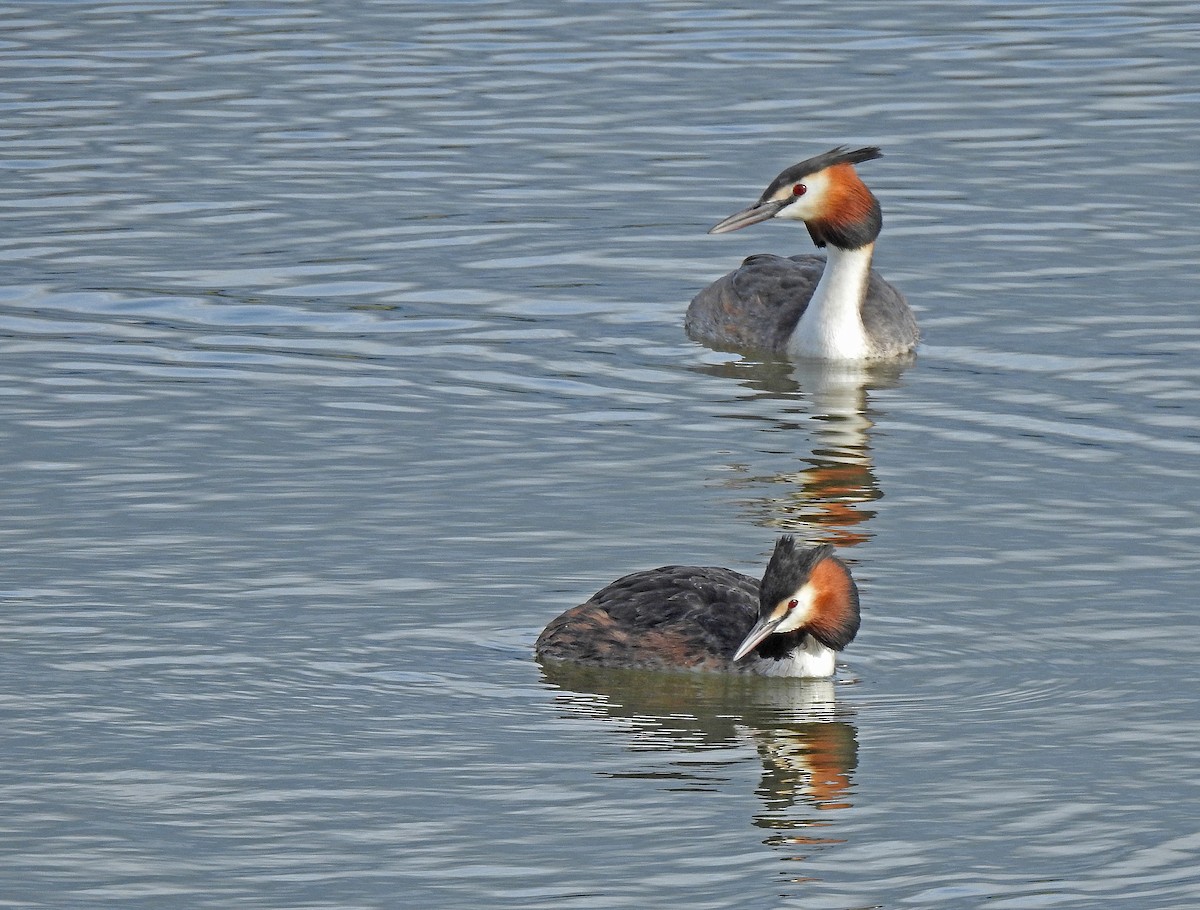 Great Crested Grebe - ML616360106