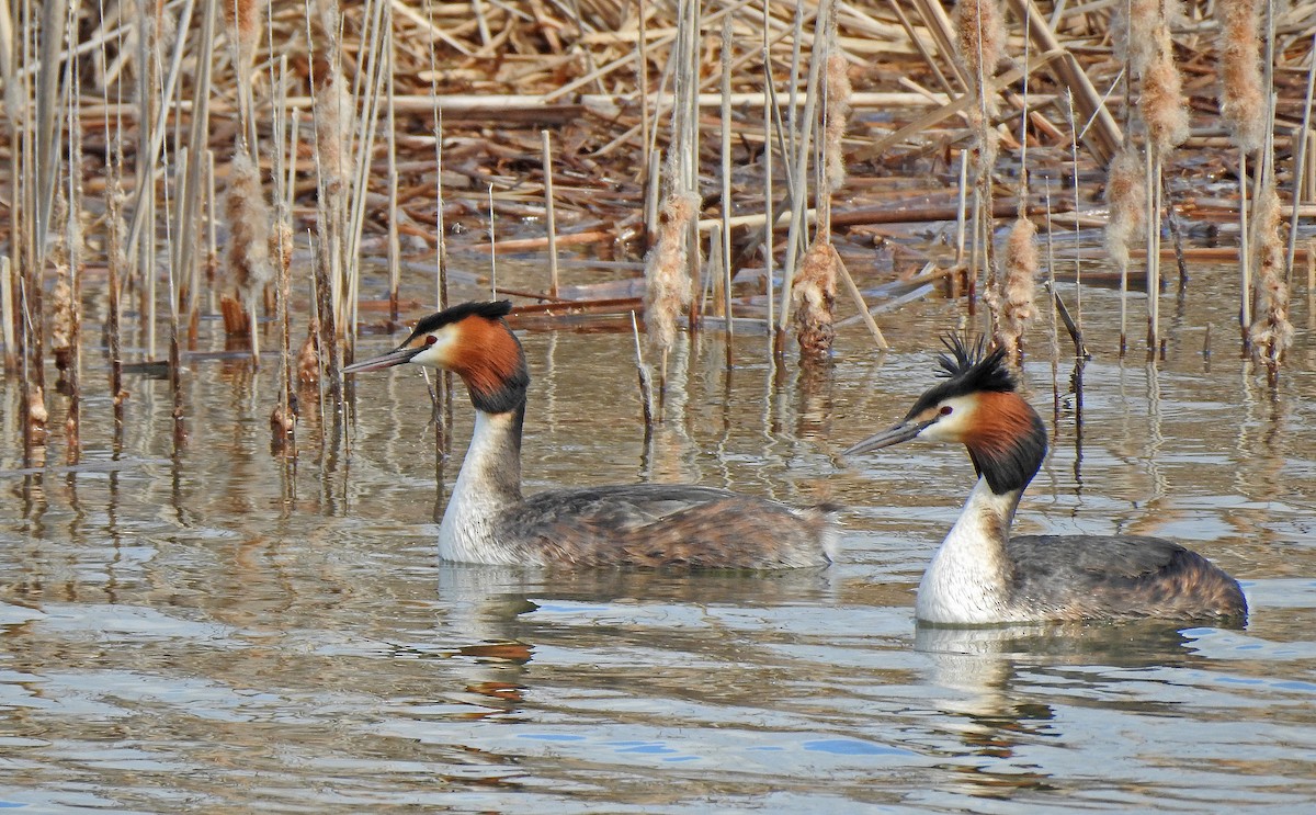 Great Crested Grebe - ML616360107