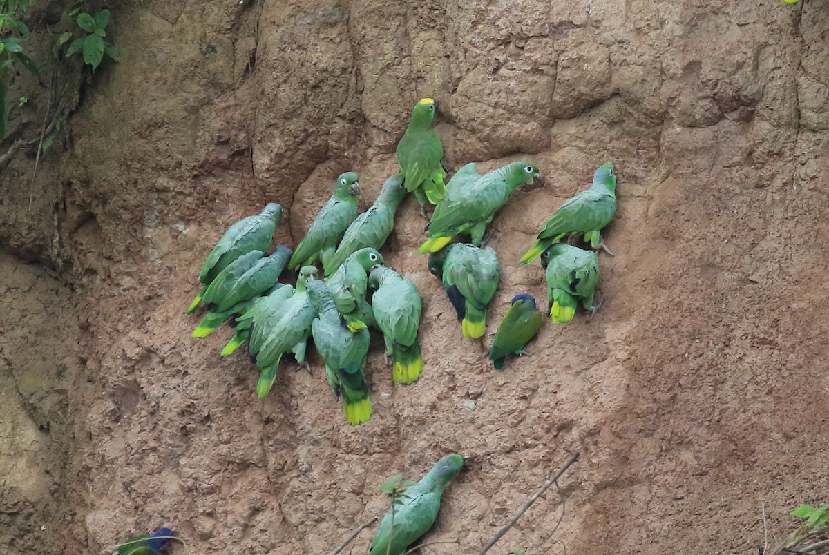 Yellow-crowned Parrot - ML616360114