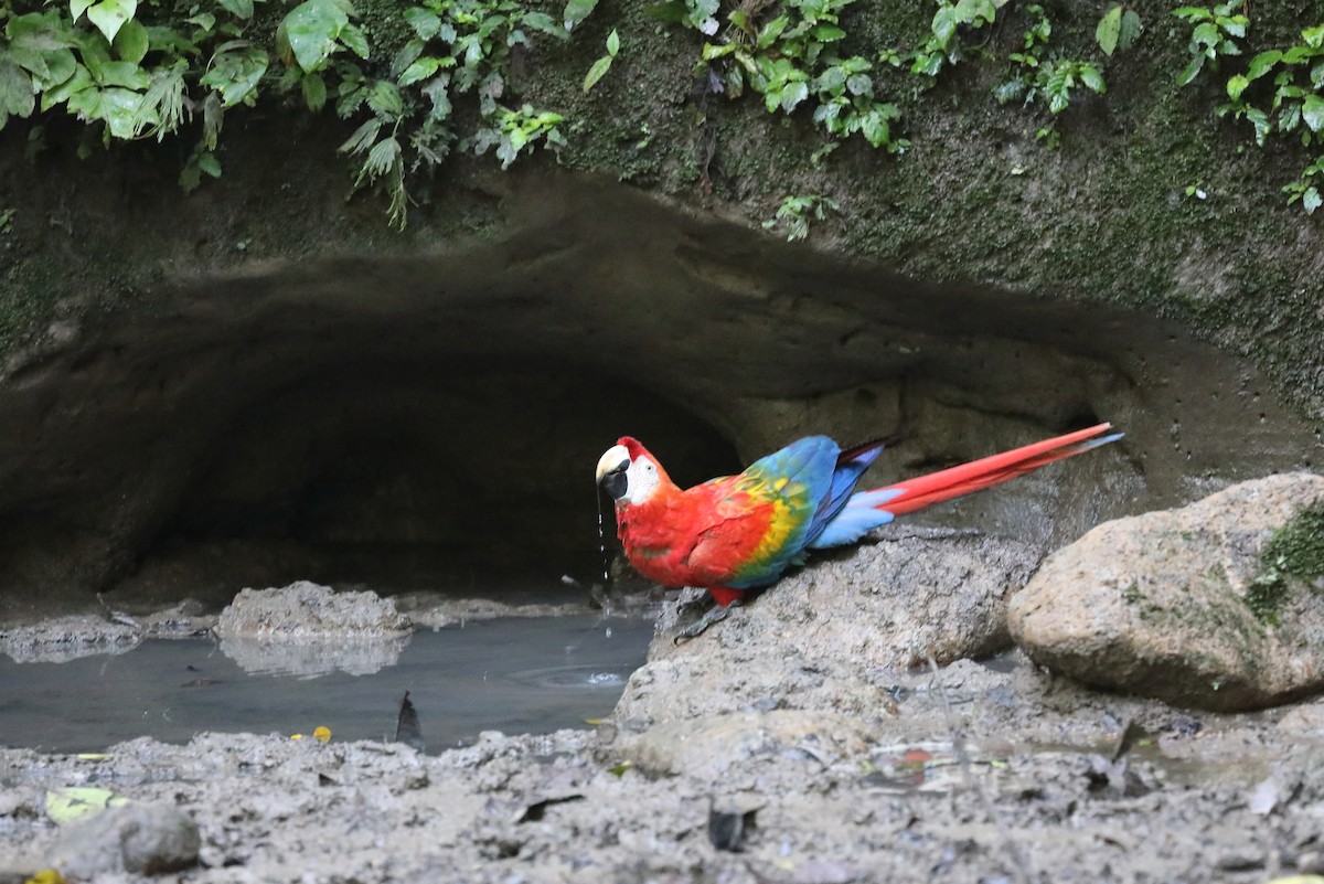 Scarlet Macaw - ML616360171