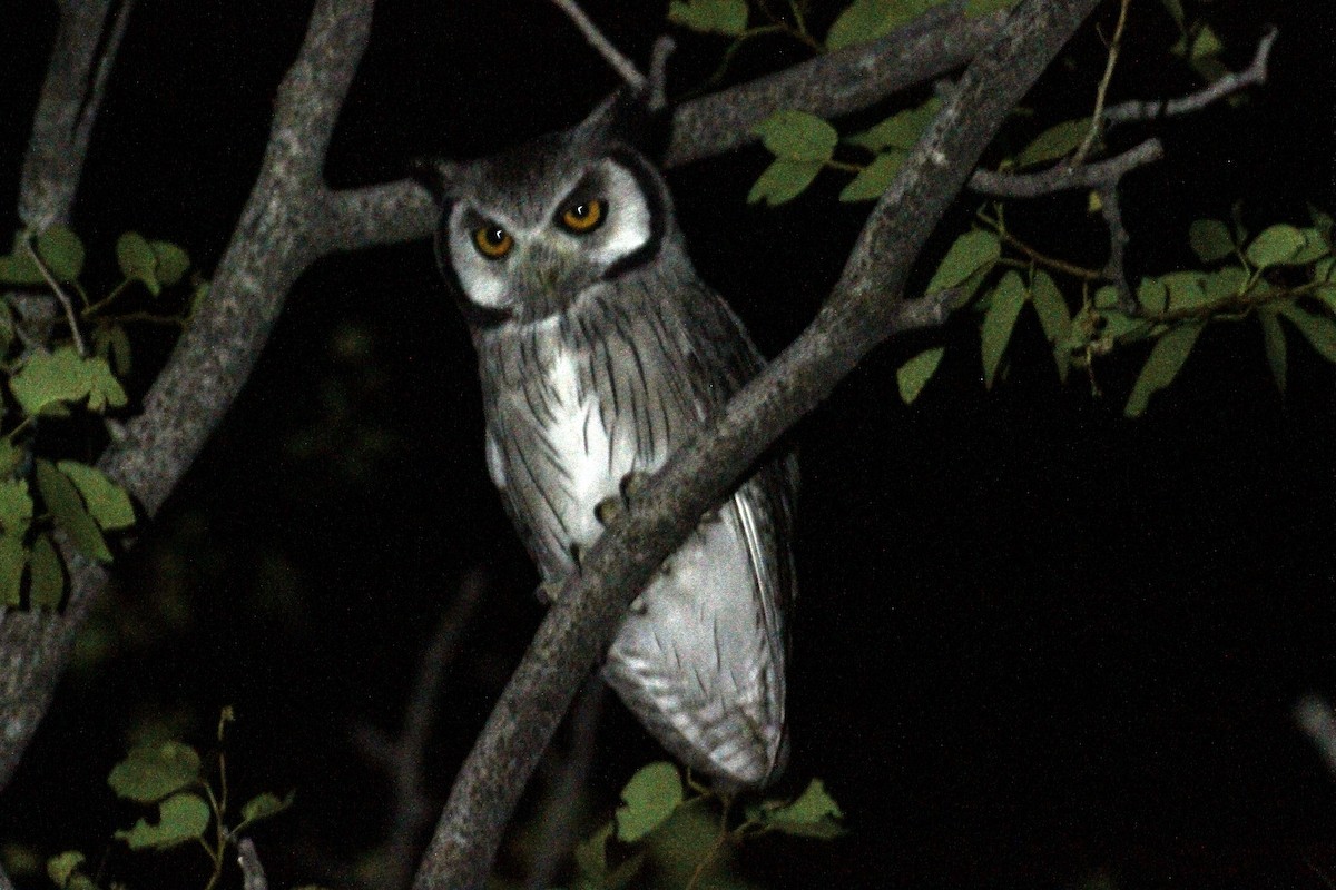 Southern White-faced Owl - Adrien Pajot